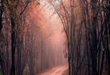 B体育官方-法国速滑队勇夺冠军，成为焦点人物